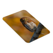 Noordelijke dwerguil magneet (Rechterzijde)