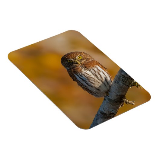 Noordelijke dwerguil magneet (Rechterzijde)