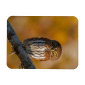 Noordelijke dwerguil magneet (Horizontaal)