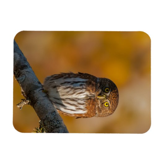 Noordelijke dwerguil magneet (Horizontaal)