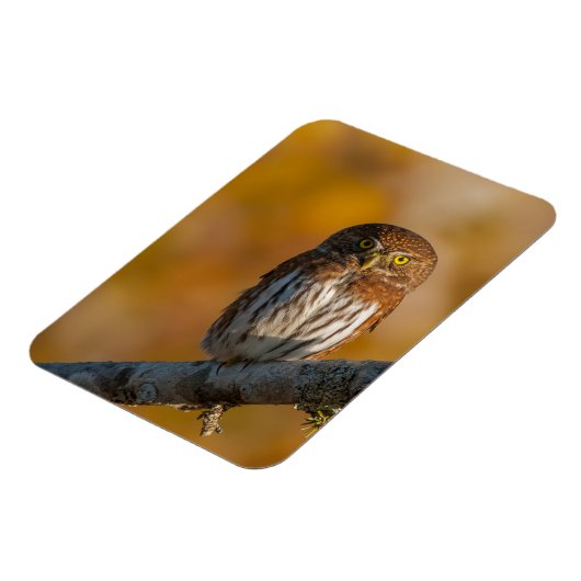 Noordelijke dwerguil magneet (Linkerzijde)