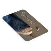 Noordelijke Elephant Seal Watching Bird, Monterey  Magneet (Rechterzijde)