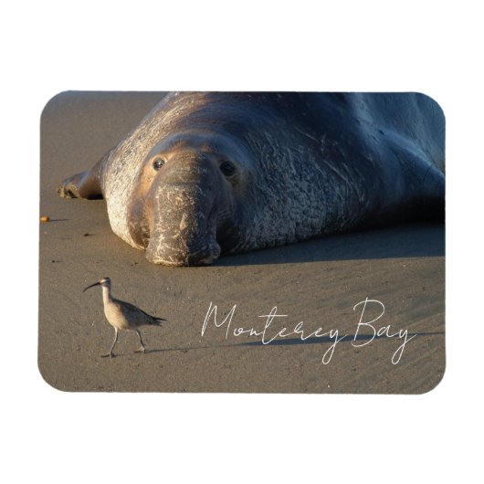 Noordelijke Elephant Seal Watching Bird, Monterey  Magneet (Horizontaal)