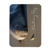 Noordelijke Elephant Seal Watching Bird, Monterey  Magneet (Verticaal)