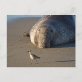Noordelijke Elephant Seal Watts Bird Monterey Bay Briefkaart (Voorkant)