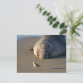 Noordelijke Elephant Seal Watts Bird Monterey Bay Briefkaart (Staand voorkant)
