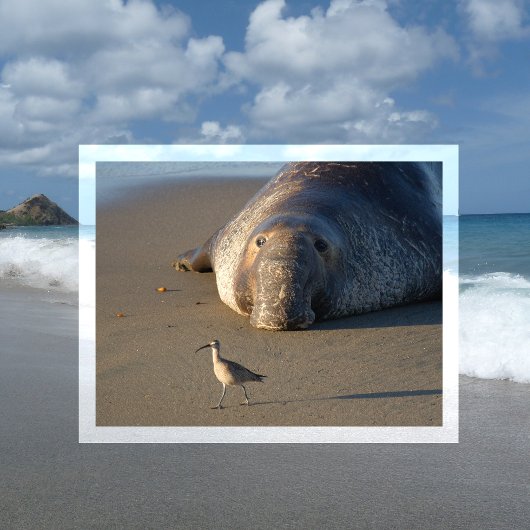 Noordelijke Elephant Seal Watts Bird Monterey Bay Briefkaart