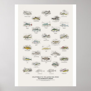 Noordelijke en koudwatervissen - Naturalist's Libr Poster
