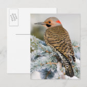 Noordelijke Flicker mannetje Briefkaart (Voorkant / Achterkant)