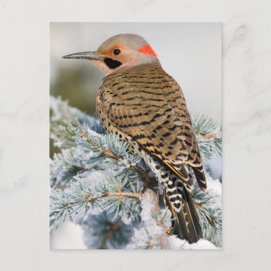 Noordelijke Flicker mannetje Briefkaart (Voorkant)