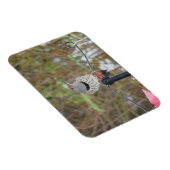 Noordelijke Flicker op Vogelvoeder Magnet Magneet (Rechterzijde)