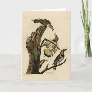 Noordelijke Flicker uit Audubon's Birds of America Kaart