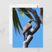 Noordelijke flikker briefkaart (Voorkant / Achterkant)