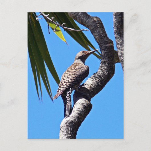 Noordelijke flikker briefkaart (Voorkant)