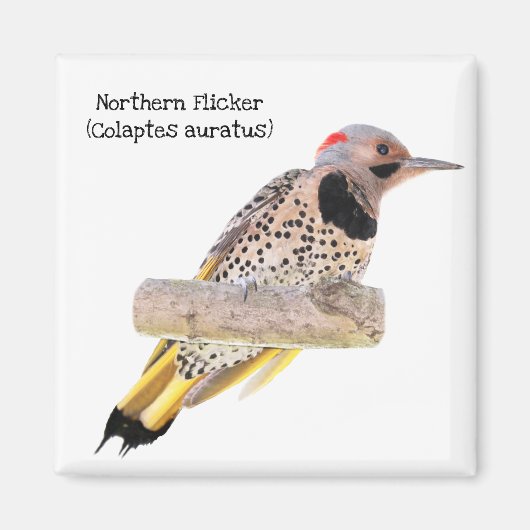 Noordelijke flikker magneet (Voorkant)