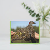 Noordelijke flikker, met geelschroefdop briefkaart (Staand voorkant)