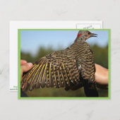 Noordelijke flikker, met geelschroefdop briefkaart (Voorkant / Achterkant)