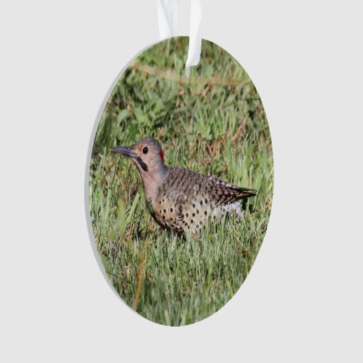 Noordelijke flikker ornament (voorkant)