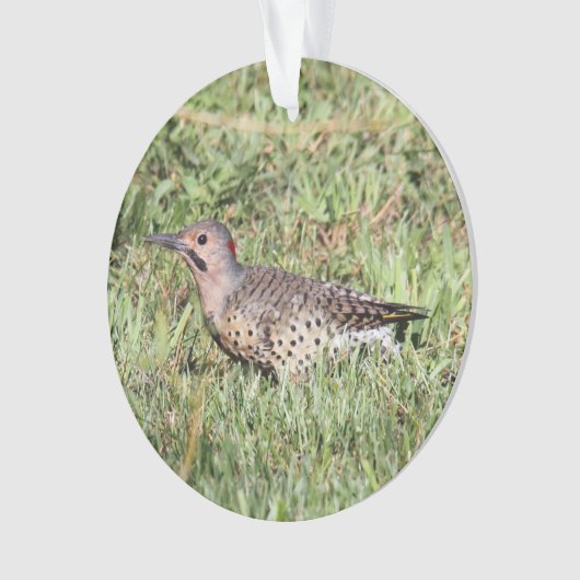 Noordelijke flikker ornament (voorkant)