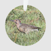 Noordelijke flikker ornament (voorkant)