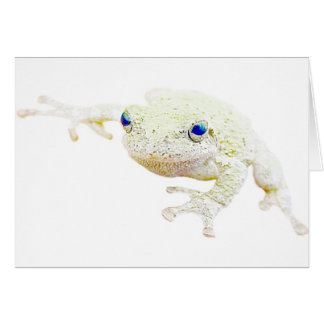 Noordelijke Froggy