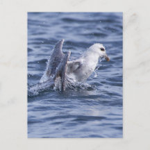 Noordelijke fulmar