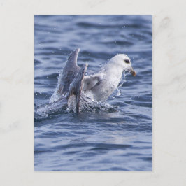 Noordelijke fulmar briefkaart
