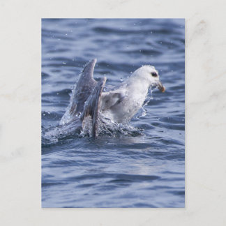 Noordelijke fulmar briefkaart