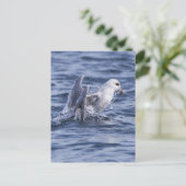 Noordelijke fulmar briefkaart (Staand voorkant)