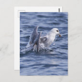 Noordelijke fulmar briefkaart (Voorkant / Achterkant)