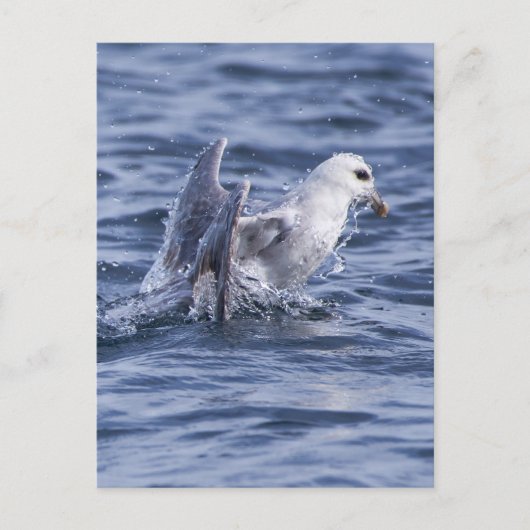 Noordelijke fulmar briefkaart (Voorkant)