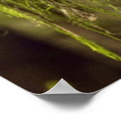 Noordelijke gepotte boomgaarden (Strix occidentals Poster (Hoek)