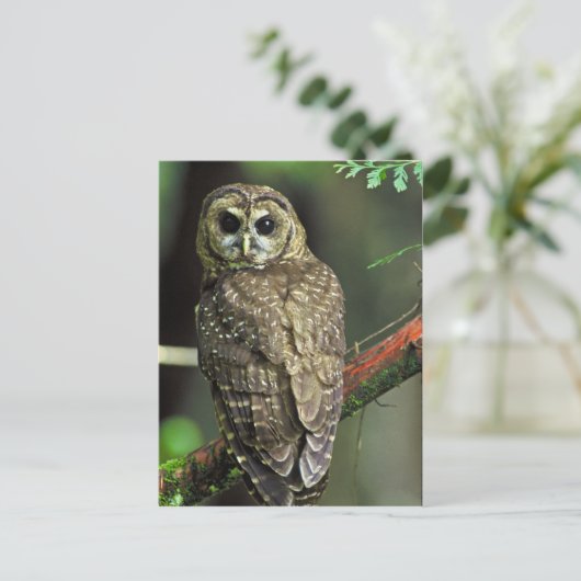 Noordelijke gepotte boomkorren briefkaart (Staand voorkant)