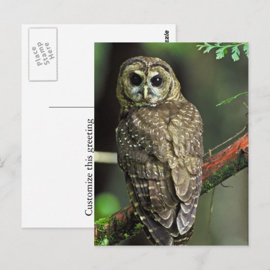 Noordelijke gepotte boomkorren briefkaart (Voorkant / Achterkant)