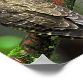 Noordelijke gepotte boomkorren poster (Hoek)