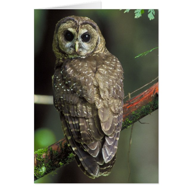 Noordelijke gepotten - Strix occidentalis caurina (Voorkant)