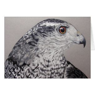 Noordelijke Goshawk
