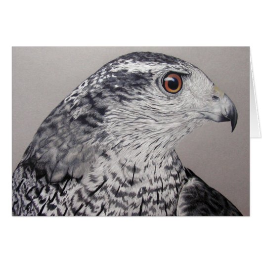 Noordelijke Goshawk (Voorkant Horizontaal)