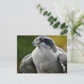Noordelijke Goshawk Briefkaart (Staand voorkant)