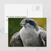 Noordelijke Goshawk Briefkaart (Voorkant / Achterkant)
