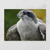 Noordelijke Goshawk Briefkaart (Voorkant)