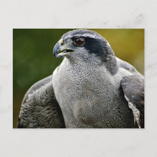 Noordelijke Goshawk Briefkaart (Voorkant)