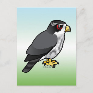 Noordelijke Goshawk Briefkaart
