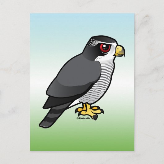 Noordelijke Goshawk Briefkaart (Voorkant)