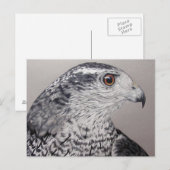 Noordelijke Goshawk Briefkaart (Voorkant / Achterkant)