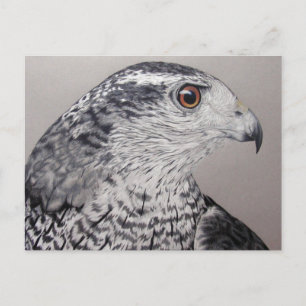 Noordelijke Goshawk Briefkaart