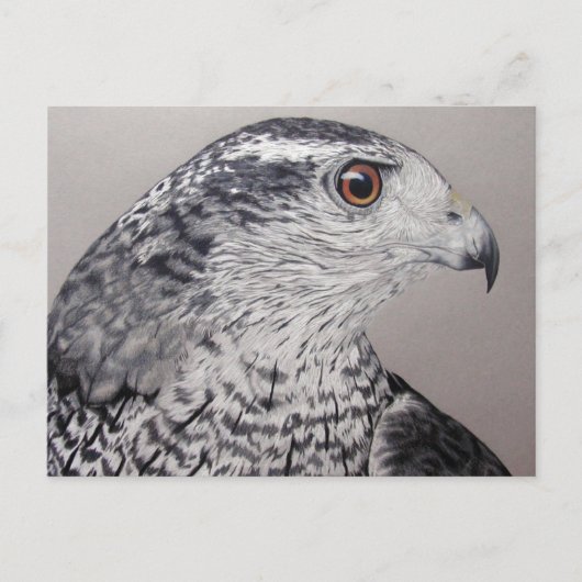 Noordelijke Goshawk Briefkaart (Voorkant)