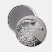 Noordelijke Goshawk Magneet (Voorkant / Achterkant)