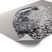 Noordelijke Goshawk Poster (Hoek)
