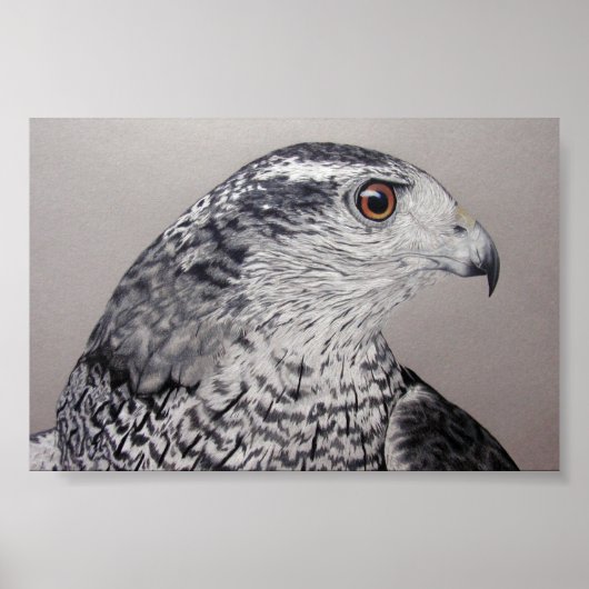 Noordelijke Goshawk Poster (Voorkant)